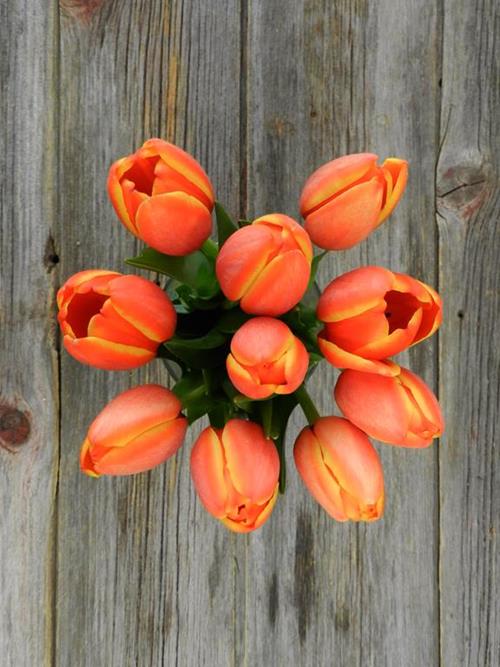 ORANGE TULIPS